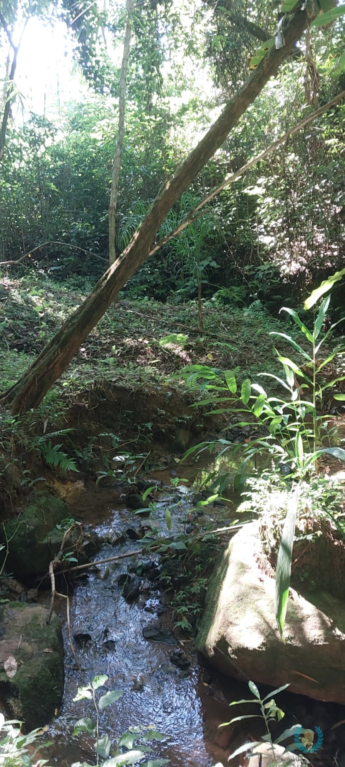 Fazenda, 10 hectares - Foto 6